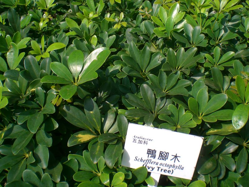 Cây Chân chim. Schefflera octophylla (Lour.) Harms - Cây Thuốc Nam Quanh Ta